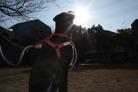 堺市の大型犬