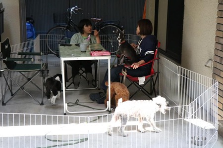 大阪市平野区で人気のペットホテルです