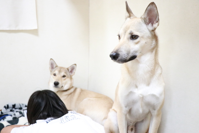 大阪市平野区の保護犬3泊でお預かりです