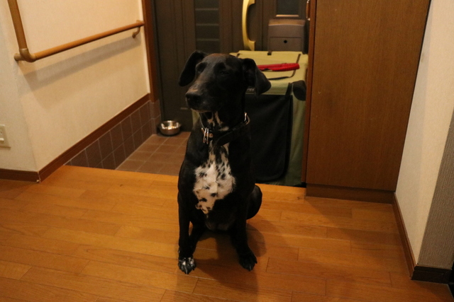 大型犬は玄関でのお預かりですが広いスペースです。