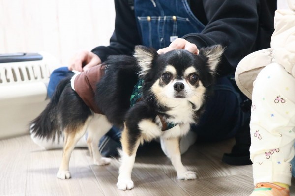 大阪市平野区保護犬君ペットホテル見学に来てくれました